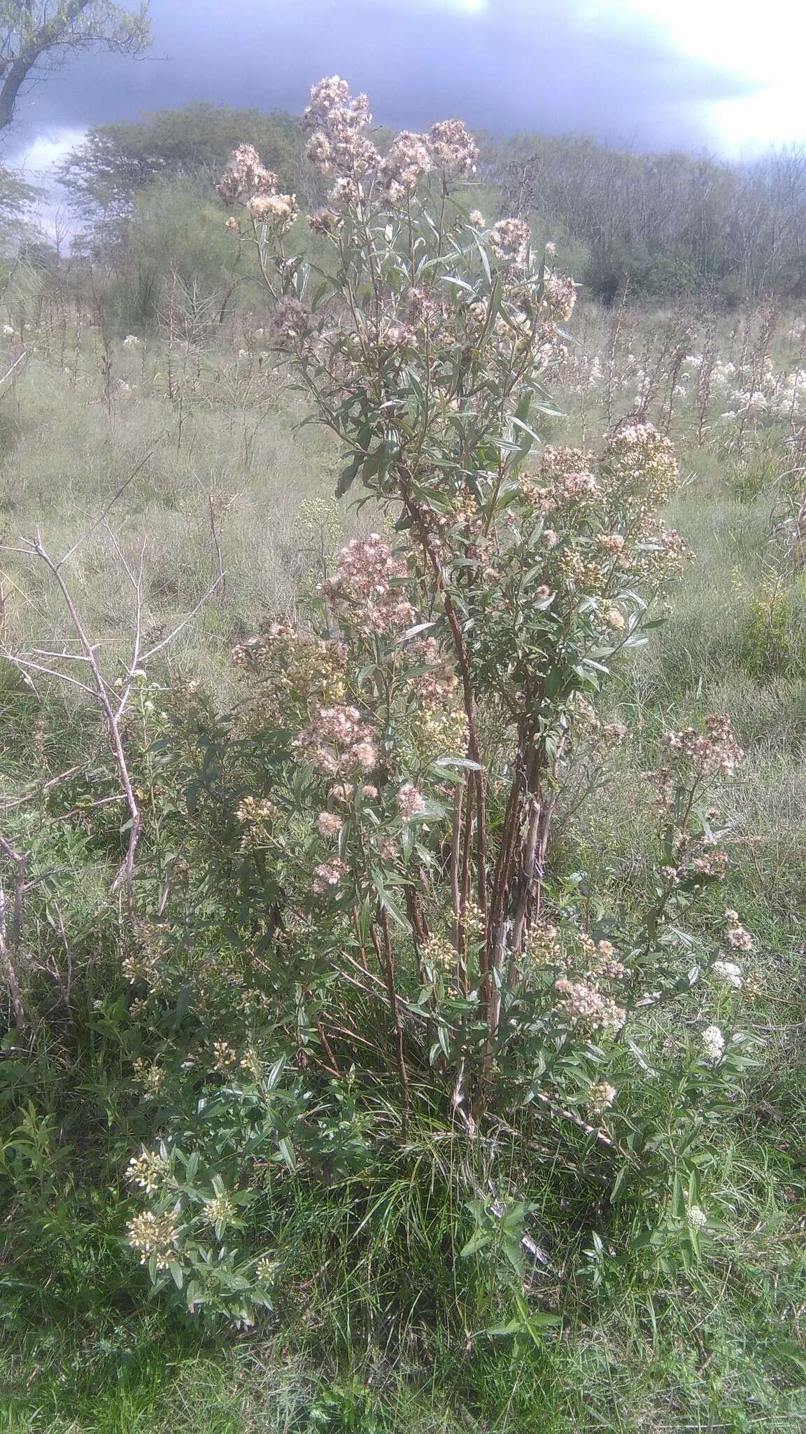 Image of Baccharis punctulata DC.