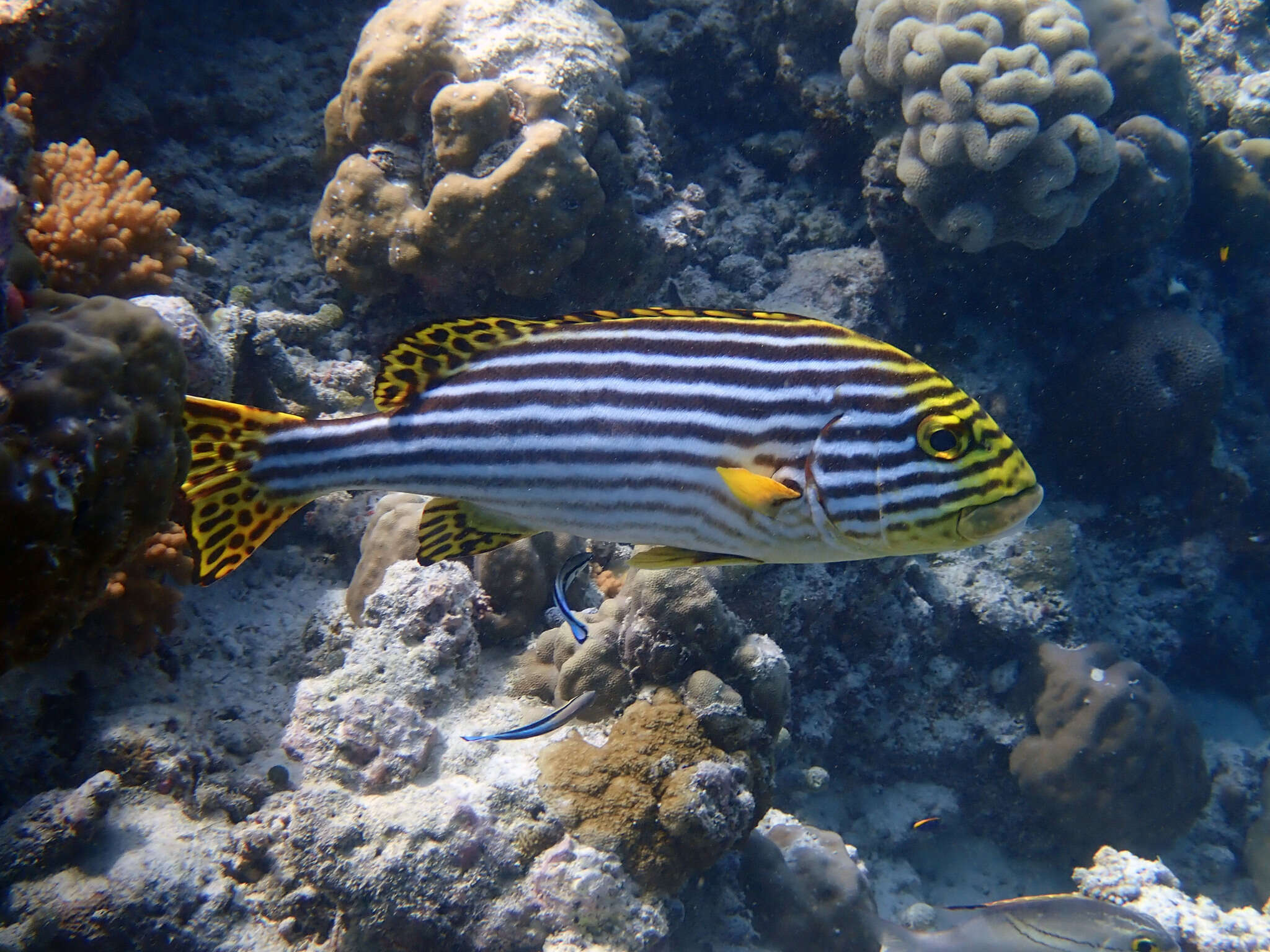 Image of Indian Ocean oriental sweetlips