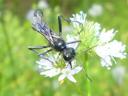 Image of Ammophila nigricans Dahlbom 1843