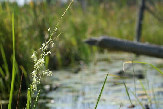 صورة Zizania palustris L.