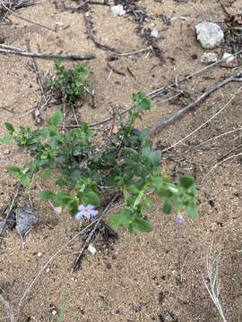 Image of Sutera cordata (Thunb.) Kuntze