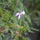 Image of Barkeria barkeriola Rchb. fil.