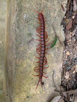 Image of Scolopendra dehaani Brandt 1840