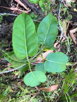 صورة Leichhardtia rostrata (R. Br.) P. I. Forst.