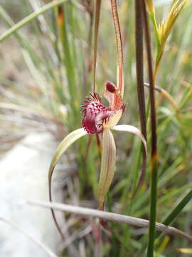 Image of Caladenia dienema D. L. Jones