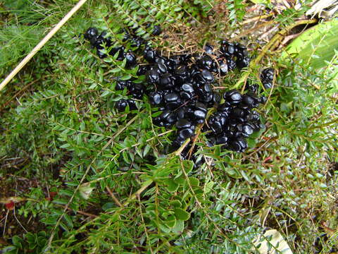 Image of Coriaria plumosa W. R. B. Oliv.