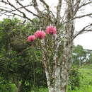 Image de Erythrina peruviana Krukoff