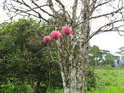 Слика од Erythrina peruviana Krukoff