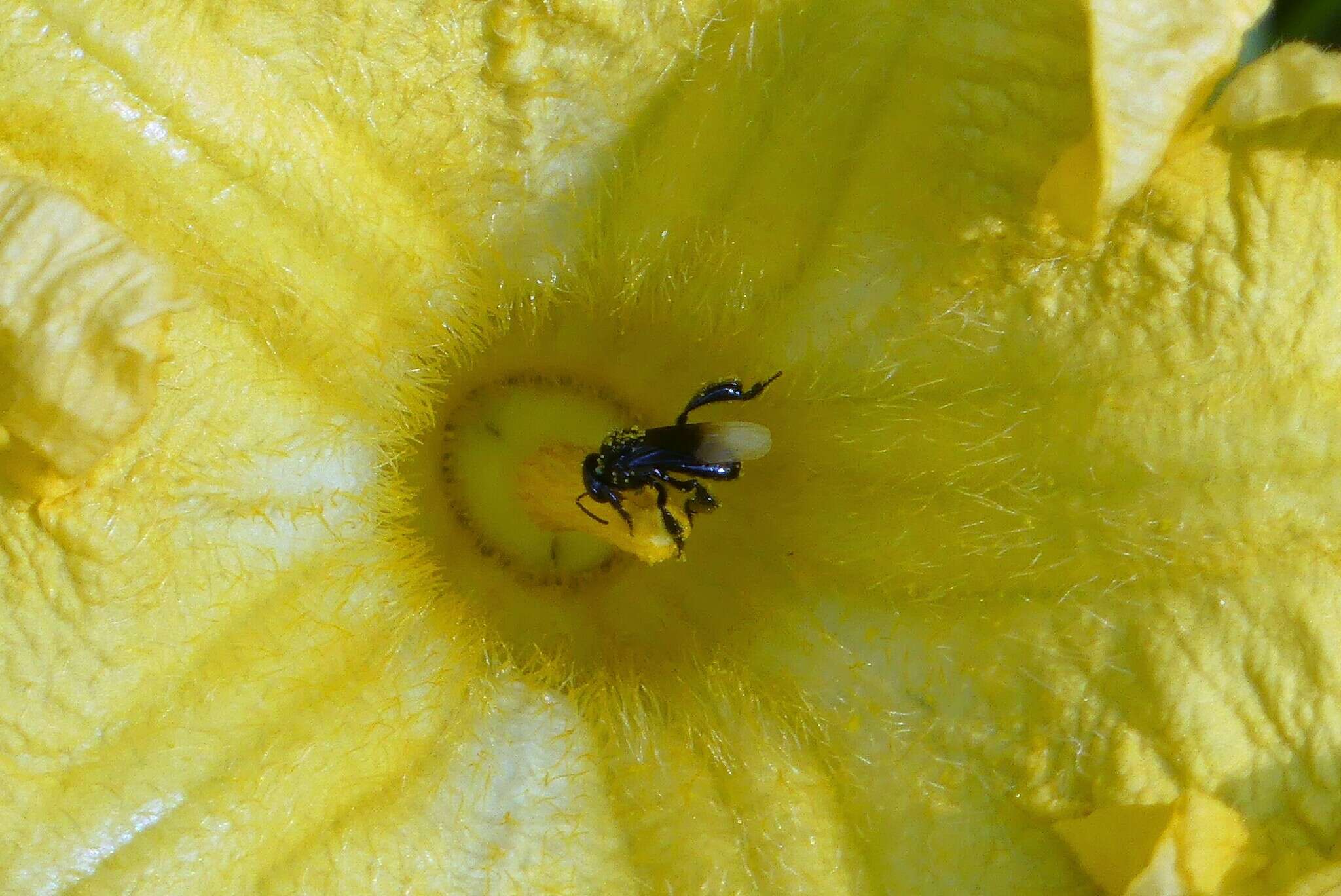 Image of Tetragonula collina (Smith 1857)