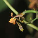 Image of Cyrtochilum exasperatum (Linden & Rchb. fil.) Kraenzl.