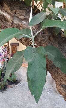 Image of Buddleja cordata subsp. cordata