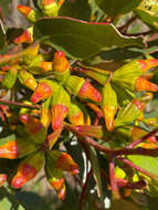 Image of Eucalyptus angulosa Schauer