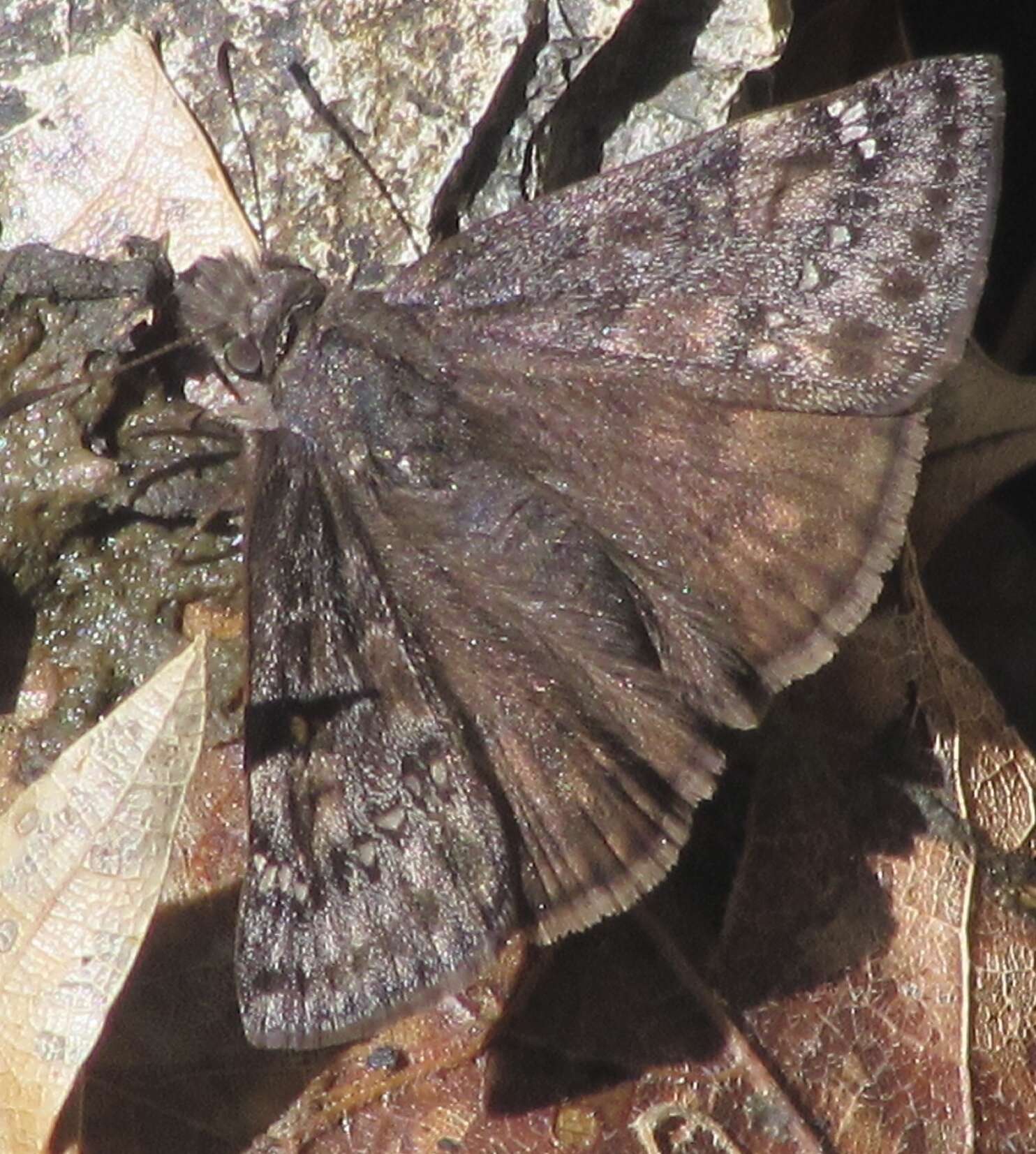 Image de Erynnis meridianus Bell 1927