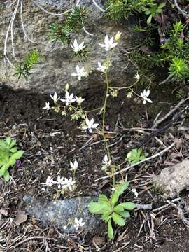 Image of Russet-Hair Pseudosaxifrage