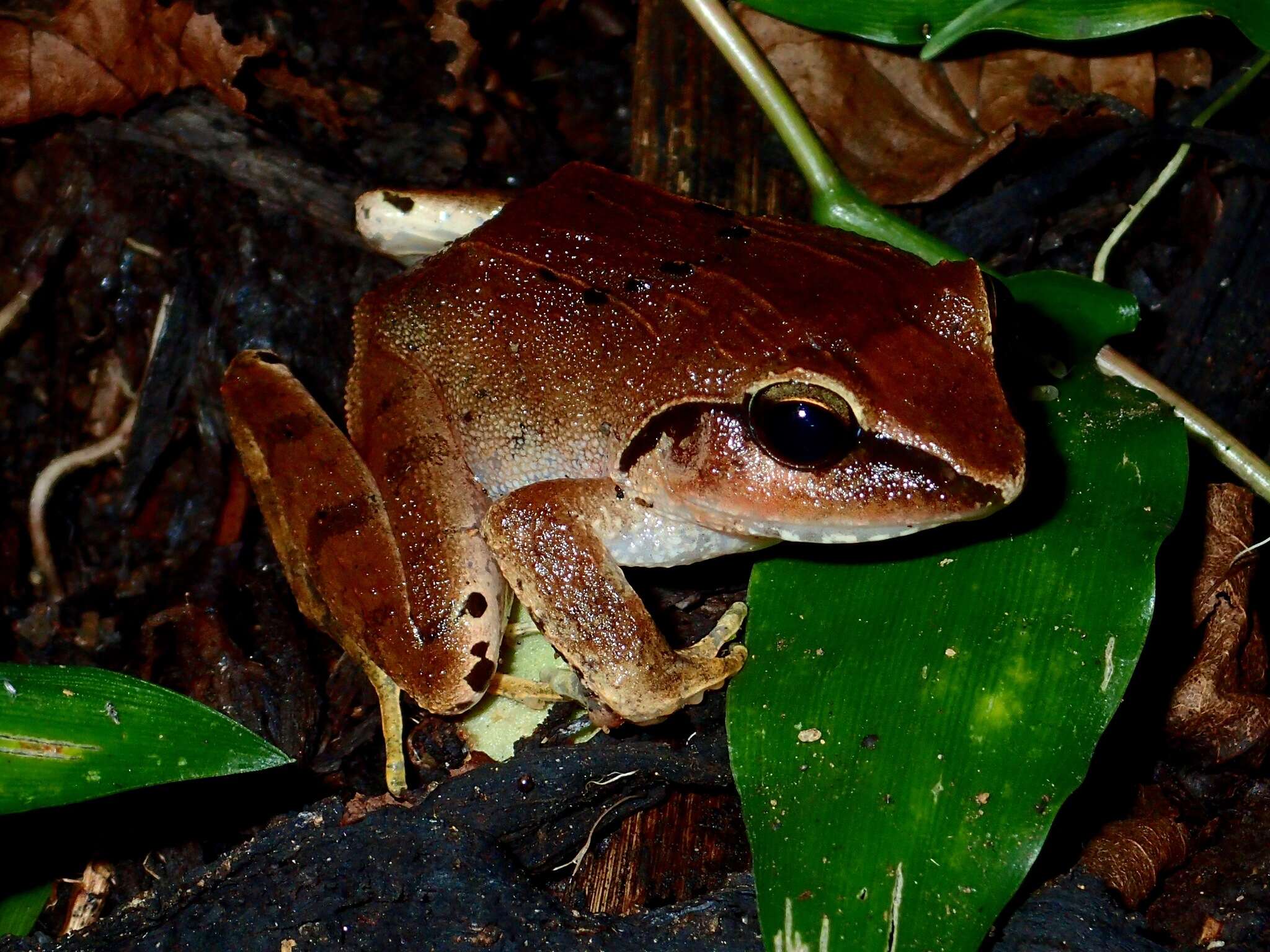 Image of Platymantis corrugatus (Duméril 1853)