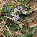 Image of Dolichos decumbens Thunb.