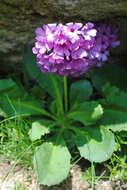 Primula latifolia subsp. graveolens (Hegetschw.) Rouy resmi