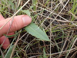 Pyrrocoma uniflora (Hook.) Greene的圖片