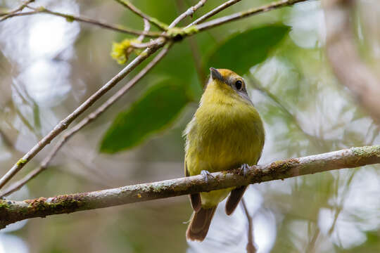 Image of Wing-barred Piprites