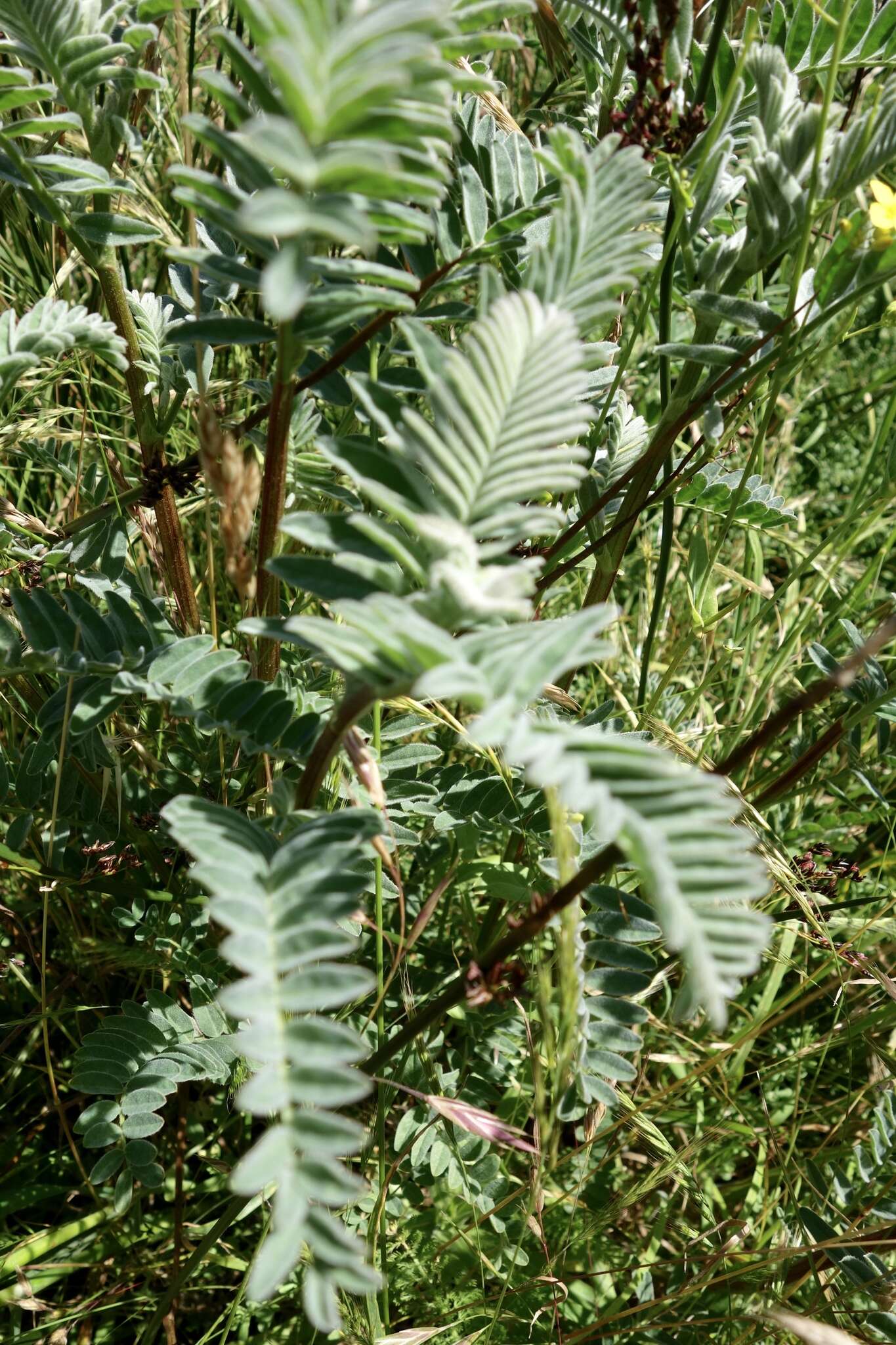 Imagem de Astragalus pycnostachyus A. Gray