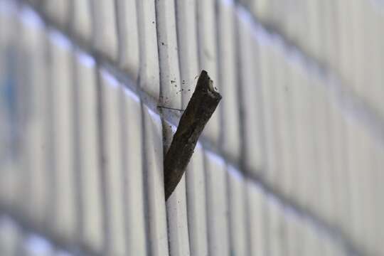 Image of <i>Papilio epycides</i>