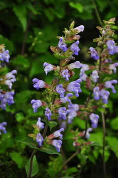 Imagem de Salvia tomentosa Mill.