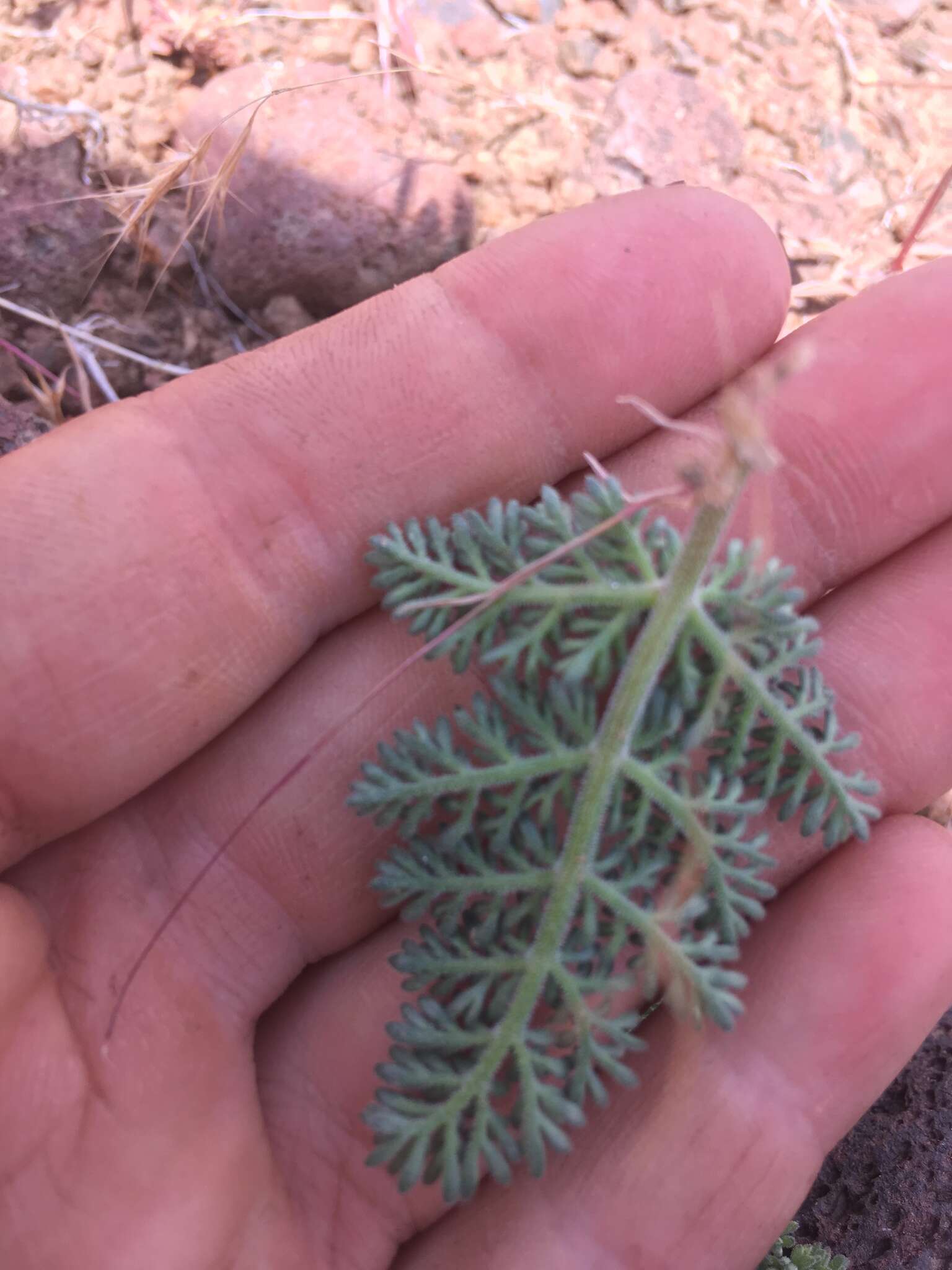 صورة Lomatium ravenii Mathias & Constance