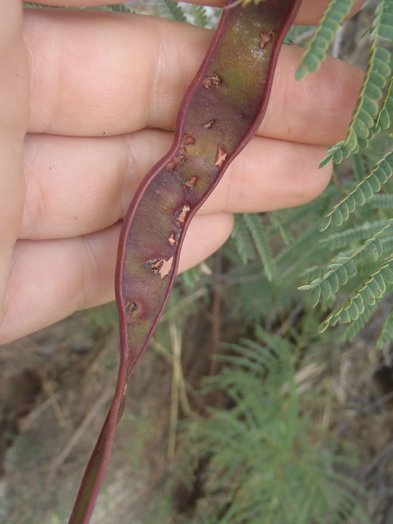 Plancia ëd Lysiloma watsonii Rose