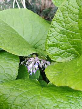 Image of Trachystemon orientalis (L.) G. Don