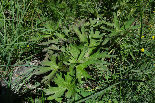 Image of Aconitum lycoctonum subsp. neapolitanum (Ten.) Nyman