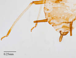 Image of Aphid