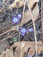 Phacelia davidsonii A. Gray resmi