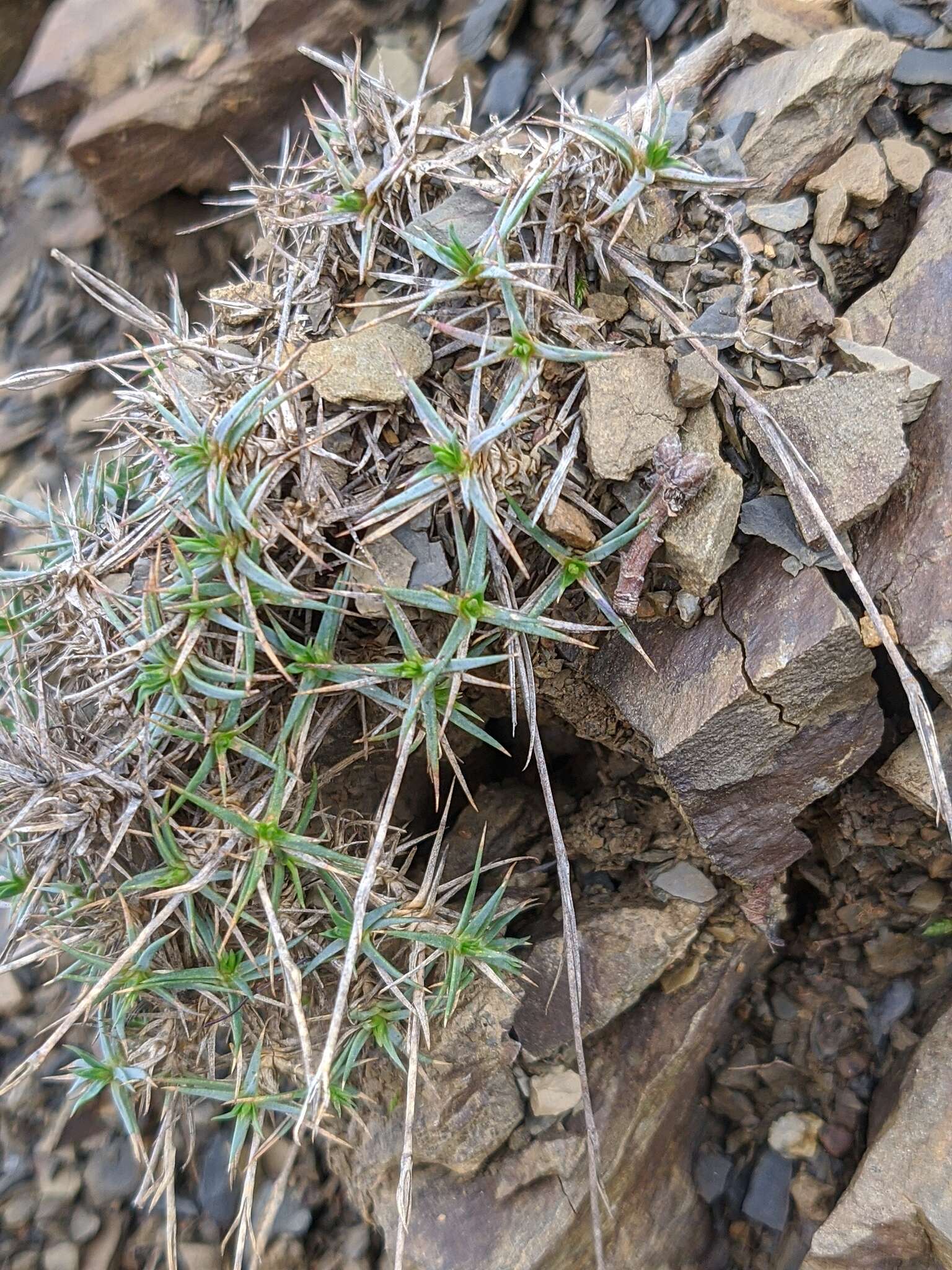 صورة Dianthus humilis Willd. ex Ledeb.