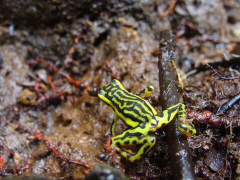 Image of Elegant Stubfoot Toad