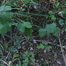 Image of Aconitum alboviolaceum Kom.