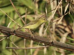 Image of Iberian Chiffchaff