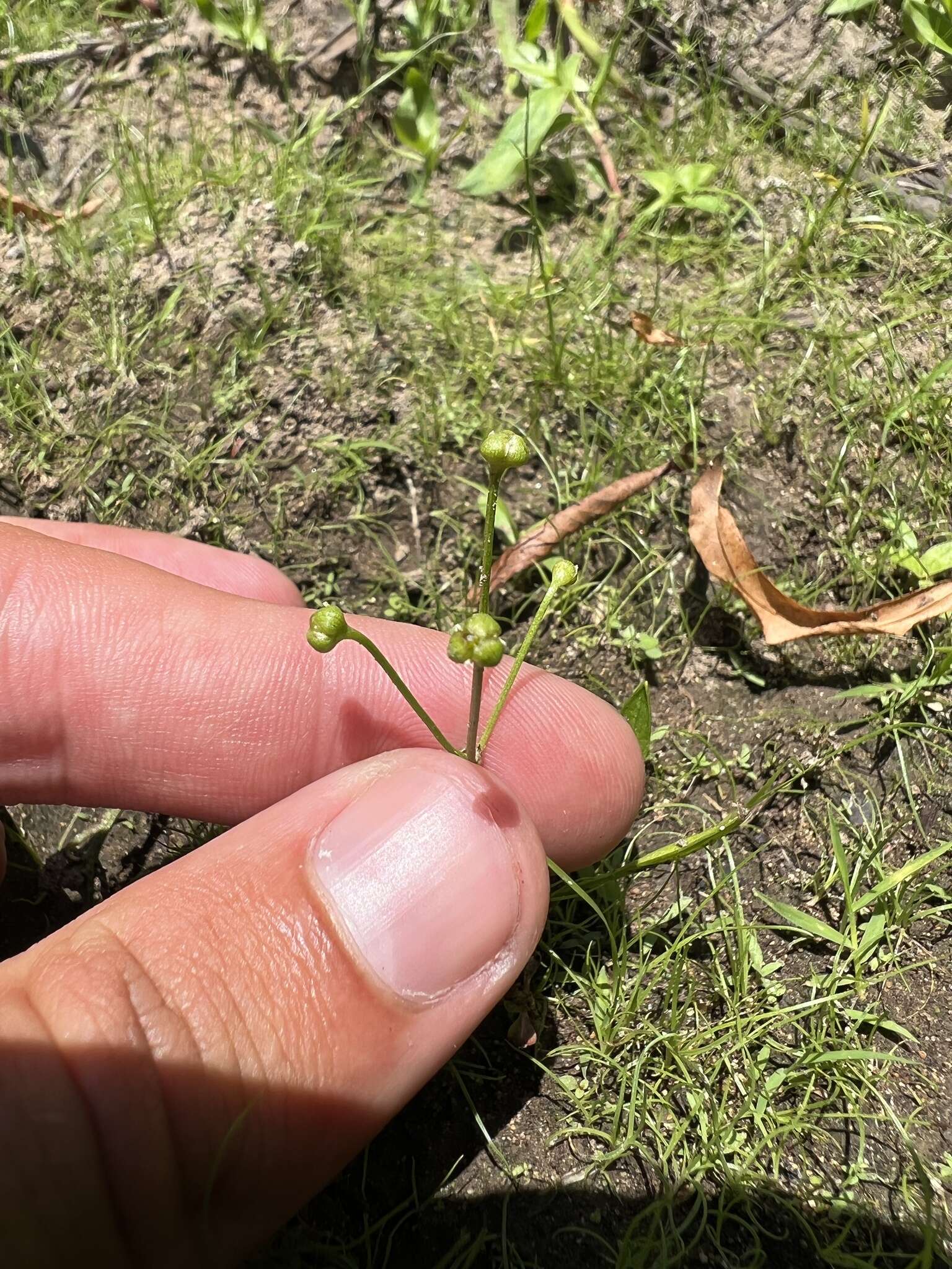 Image of Dwarf Burhead Pygmy Swordplant