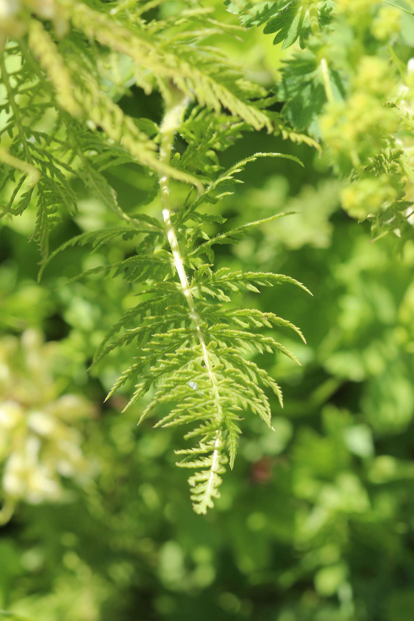 Imagem de Pedicularis foliosa L.