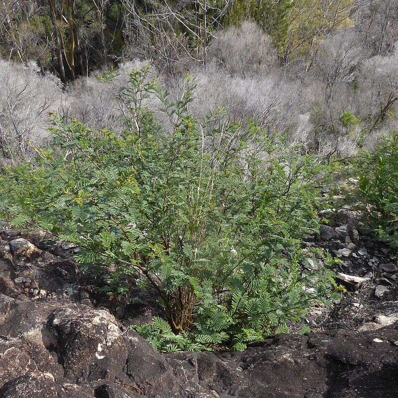 Image of Acacia constablei Tindale