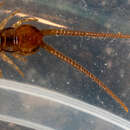 Image de Lithobius melanops Newport 1845