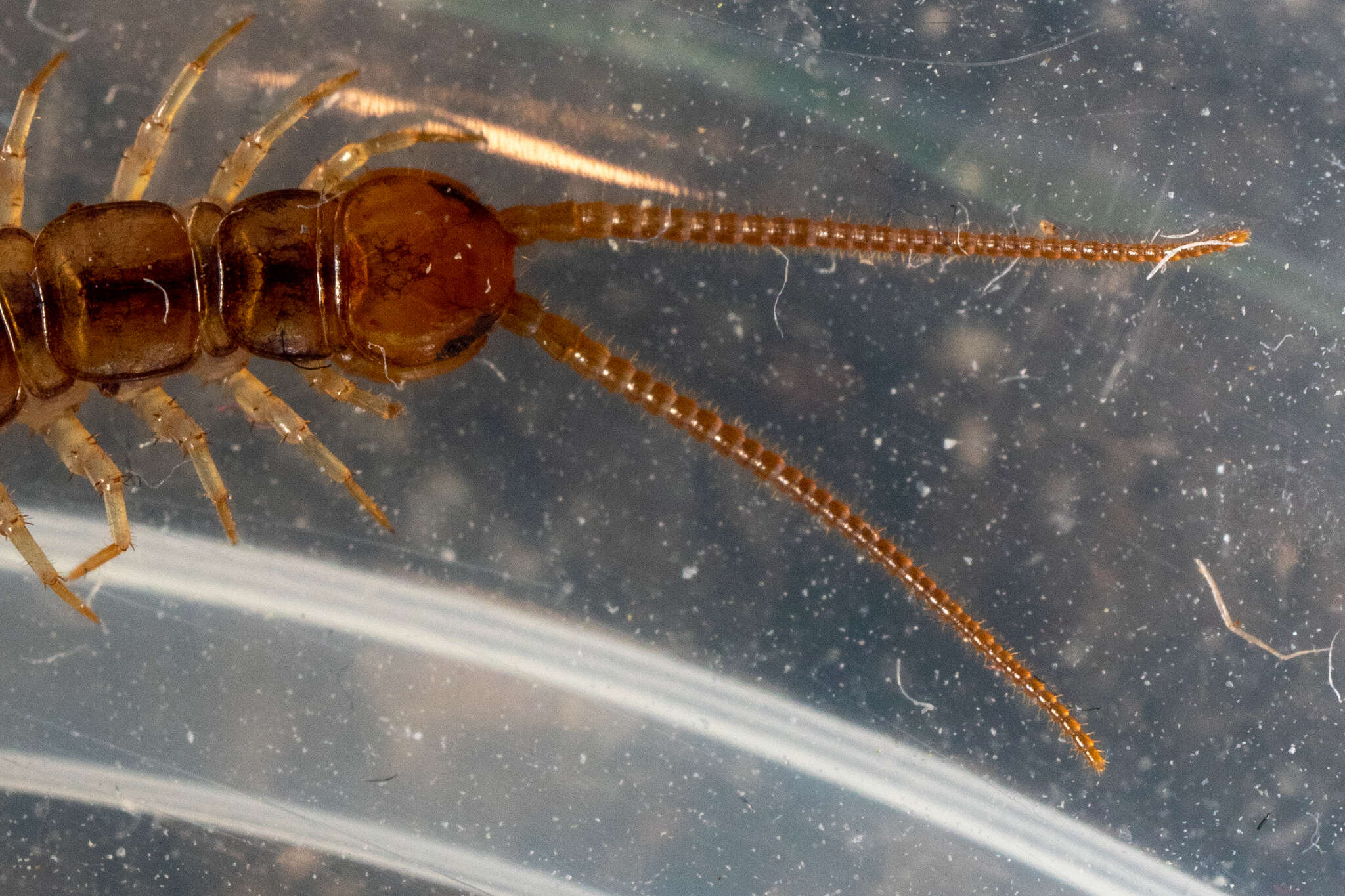 Image of Lithobius melanops Newport 1845