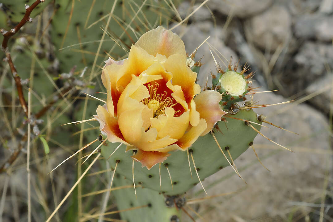 Opuntia azurea var. discolor的圖片