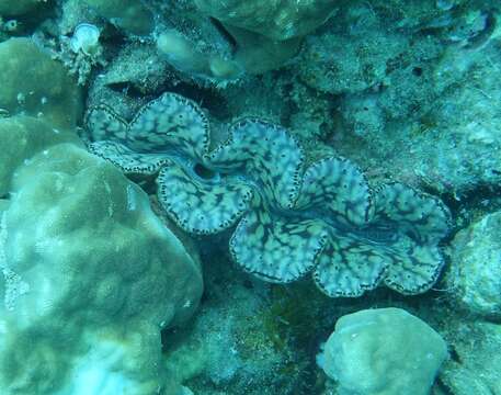 Image of Small giant clam