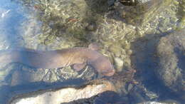 Image of Longfin eel