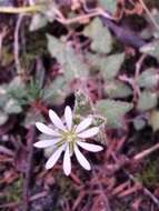 Imagem de Stellaria cuspidata Willd. ex Schltdl.