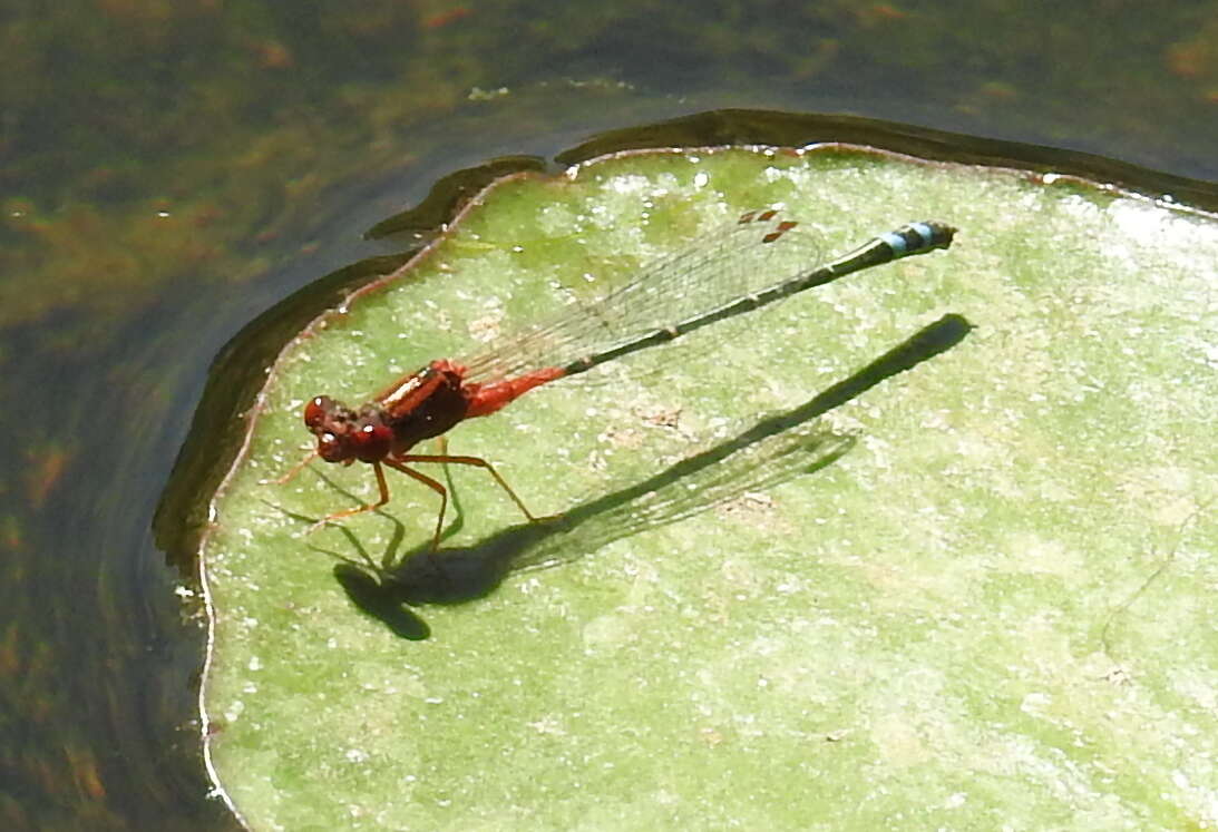 Image of Xanthagrion Selys 1876