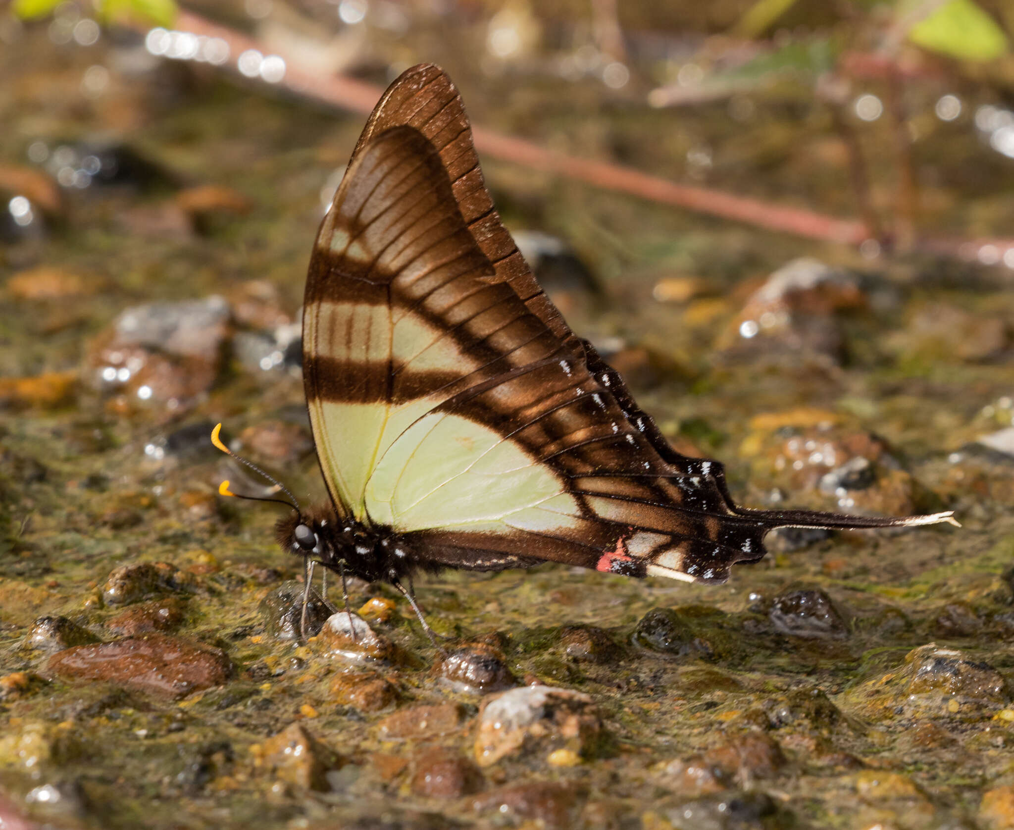 Image of Serville Swordtail