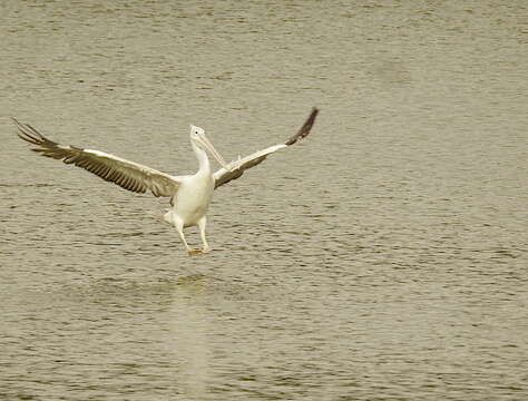 صورة Pelecanus philippensis Gmelin & JF 1789