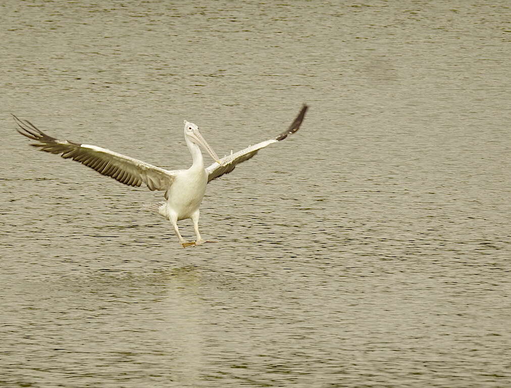 صورة Pelecanus philippensis Gmelin & JF 1789