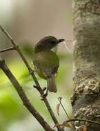 صورة Pachycephala caledonica (Gmelin & JF 1789)